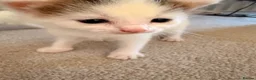 Domestic Shorthair cats for sale: 3 adorable little kittens for sale - Advert 5