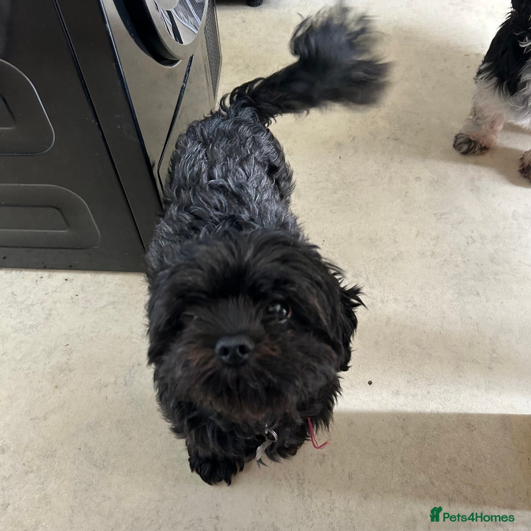 Shih Tzu dogs for sale: Lovely little boy  - Image 5