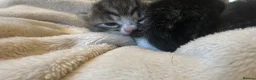 Mixed Breed cats for sale: Mixed breed kittens  - Advert 4
