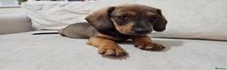 Dachshund dogs for sale: Beautiful Wild Boar Kaninchen Dachshund in Colchester - Advert 6