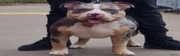 American Bully dogs for stud: Enzo Stud Available in Glasgow - Advert 4