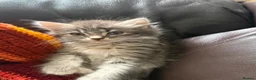 Mixed Breed cats for sale: Maincoon mix in Bognor Regis - Advert 5