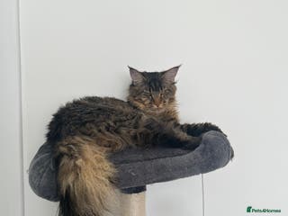Maine Coon cats Main Coon STUD ONLY Classic Tabby in Glasgow - Advert 2