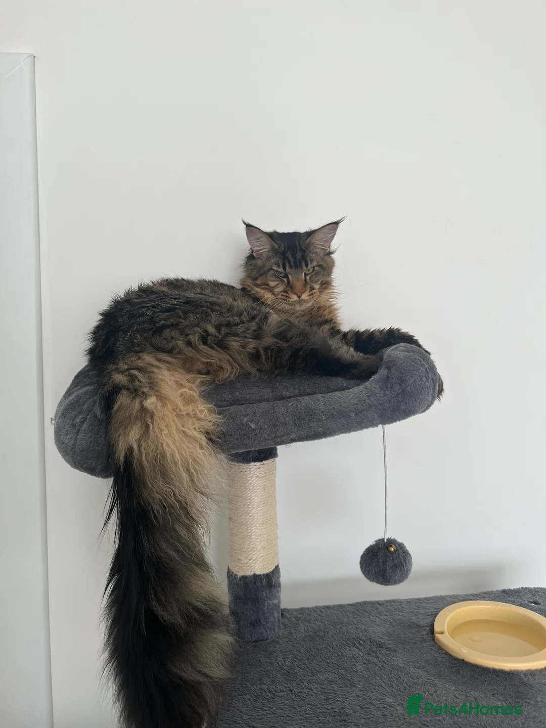 Maine Coon cats for stud: Main Coon STUD ONLY Classic Tabby in Glasgow - Advert 1