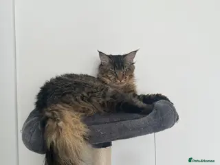 Maine Coon cats Main Coon STUD ONLY Classic Tabby in Glasgow - Advert 5