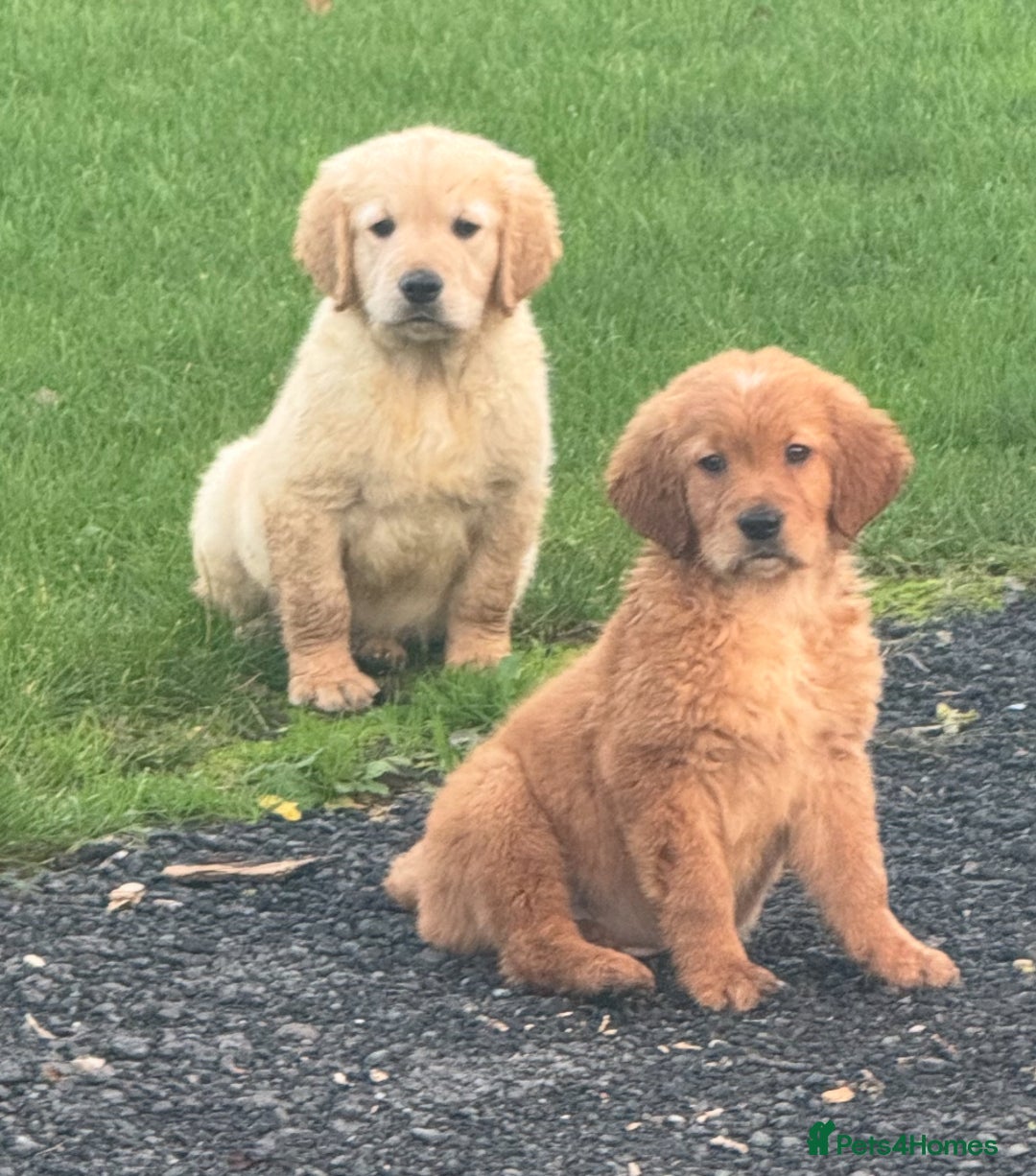 Golden Retriever dogs for sale: KC health checked outstanding temperaments  - Advert 7