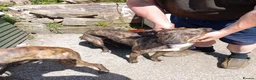 Lurcher dogs for sale: Adorable lurcher puppies  in Wrexham - Advert 9