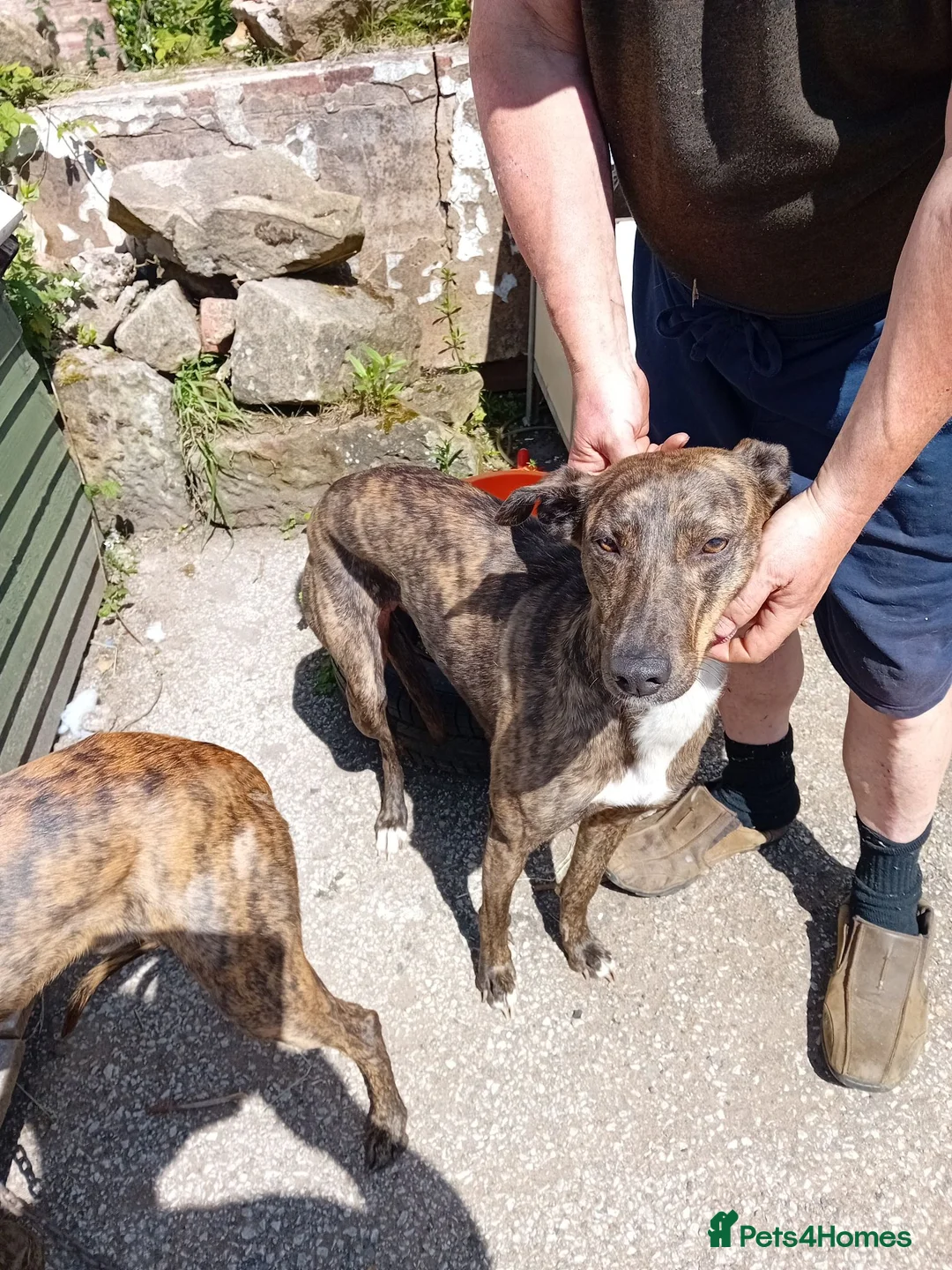 Lurcher dogs for sale: Adorable lurcher puppies  in Wrexham - Advert 9