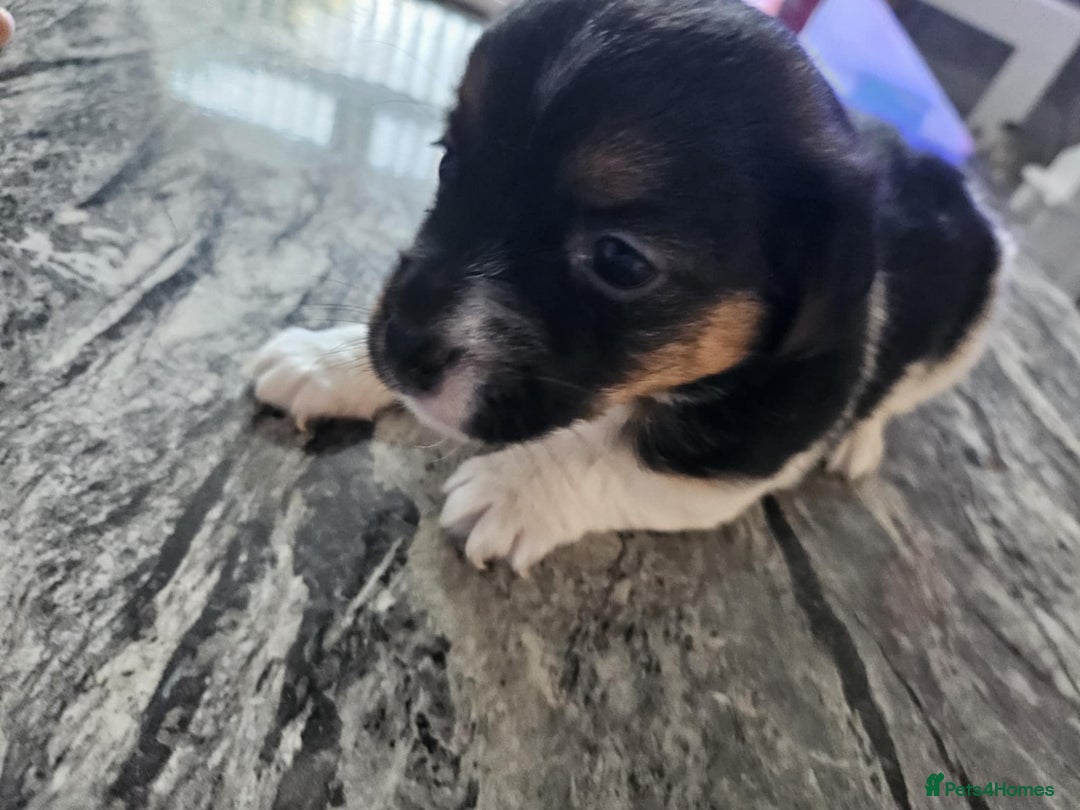 Jack Russell dogs for sale: Full pedigree jack russle pups  - Advert 11