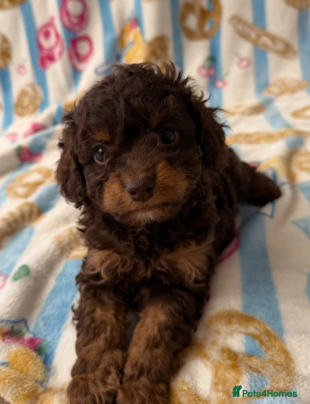 Cavapoo dogs for sale: Ready to leave Unique cavapoo pups - Advert 1