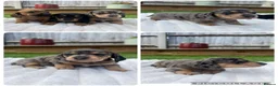 Miniature Dachshund dogs for sale: Beautiful Miniature dachshunds for sale  in Southampton - Advert 5