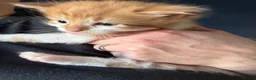 Mixed Breed cats for sale: Gorgeous ginger male kitten in Kilmarnock - Advert 6