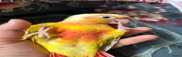 Conures birds for sale: Stunning baby conures for sale - Advert 4