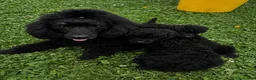 Toy Poodle dogs for sale: Toy poodle  - Advert 5
