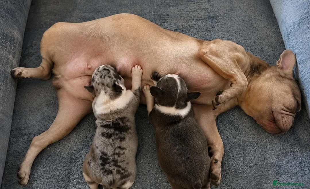 Mixed Breed dogs for sale: French Bulldog cross puppies  in London - Advert 3