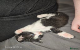 Mixed Breed cats for sale: 4 Beautiful Kittens **2 Black & White Boys Left** - Image 21