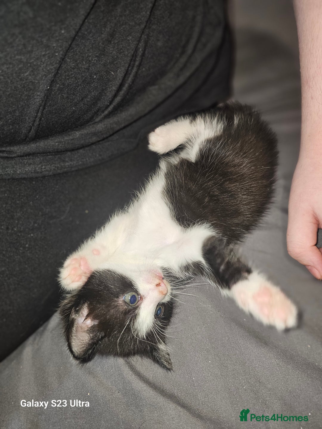 Mixed Breed cats for sale: 4 Beautiful Kittens **2 Black & White Boys Left** - Image 21