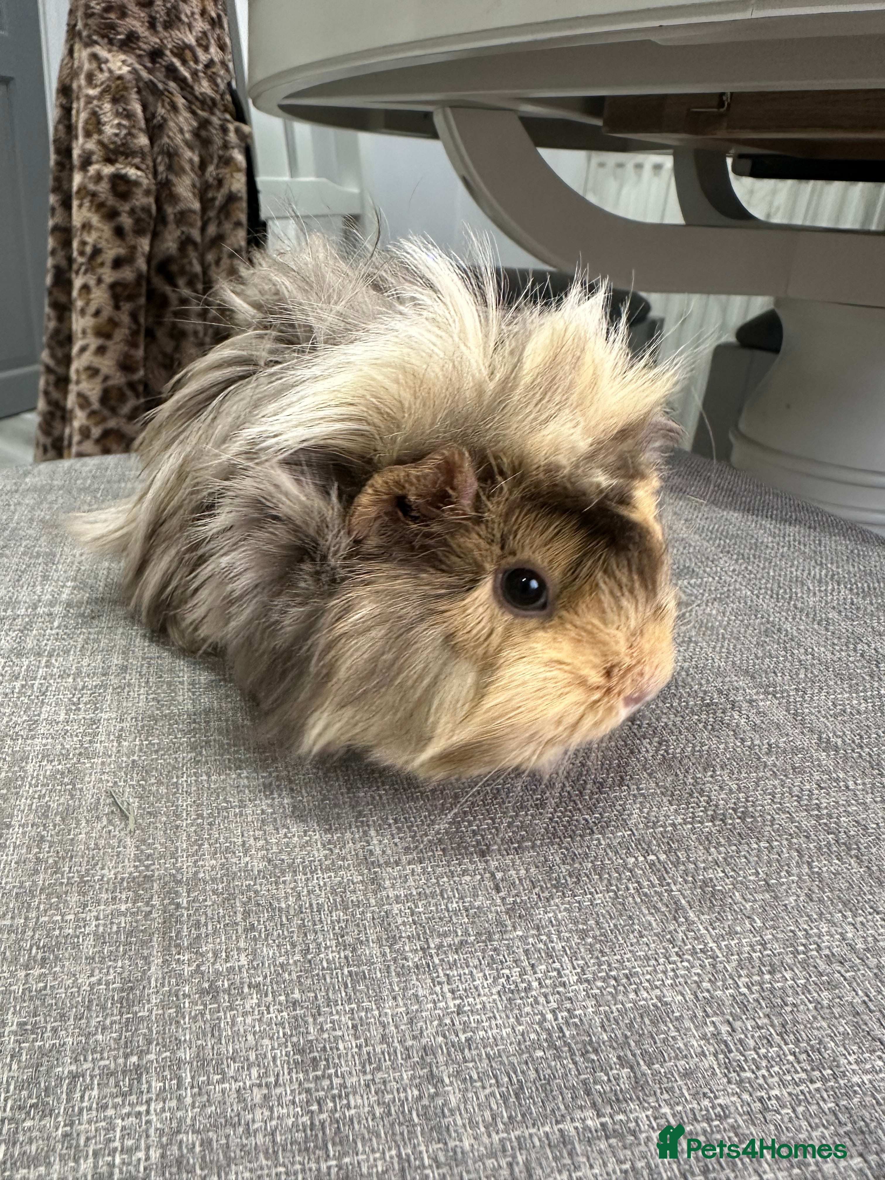Guinea Pig rodents Last pair.Pretty female guinea pigs available now. - Advert 14