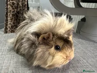 Guinea Pig rodents Last pair.Pretty female guinea pigs available now. - Advert 14