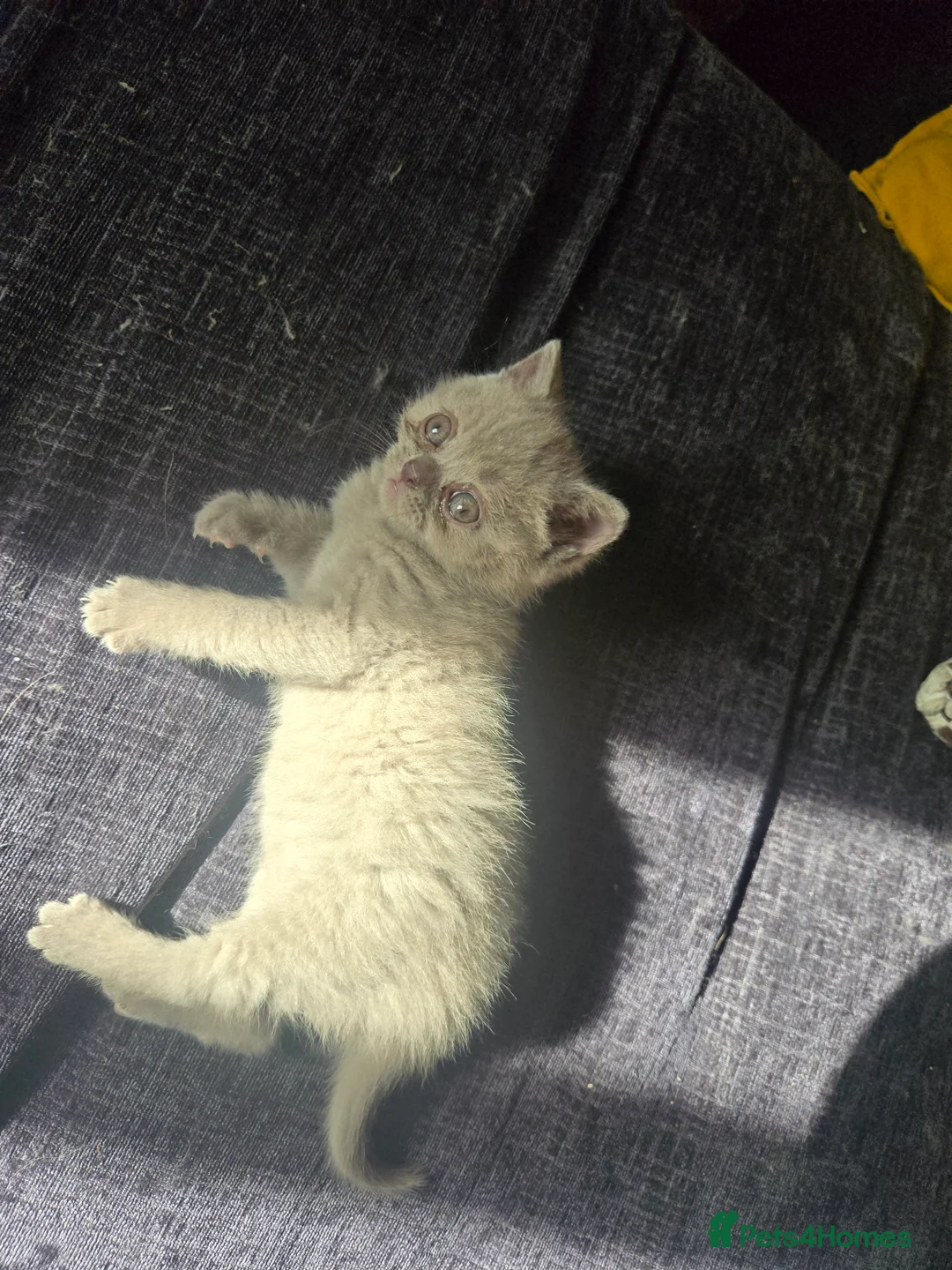 Scottish Fold cats for sale: Gorgeous & calm British Blue Scottish Fold kittens - Advert 2