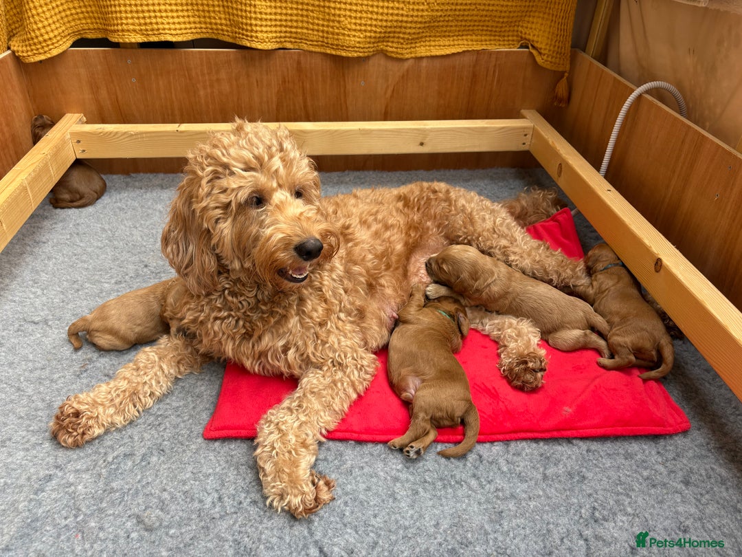 Goldendoodle dogs for sale: Stunning F2B Goldendoodles - Image 30