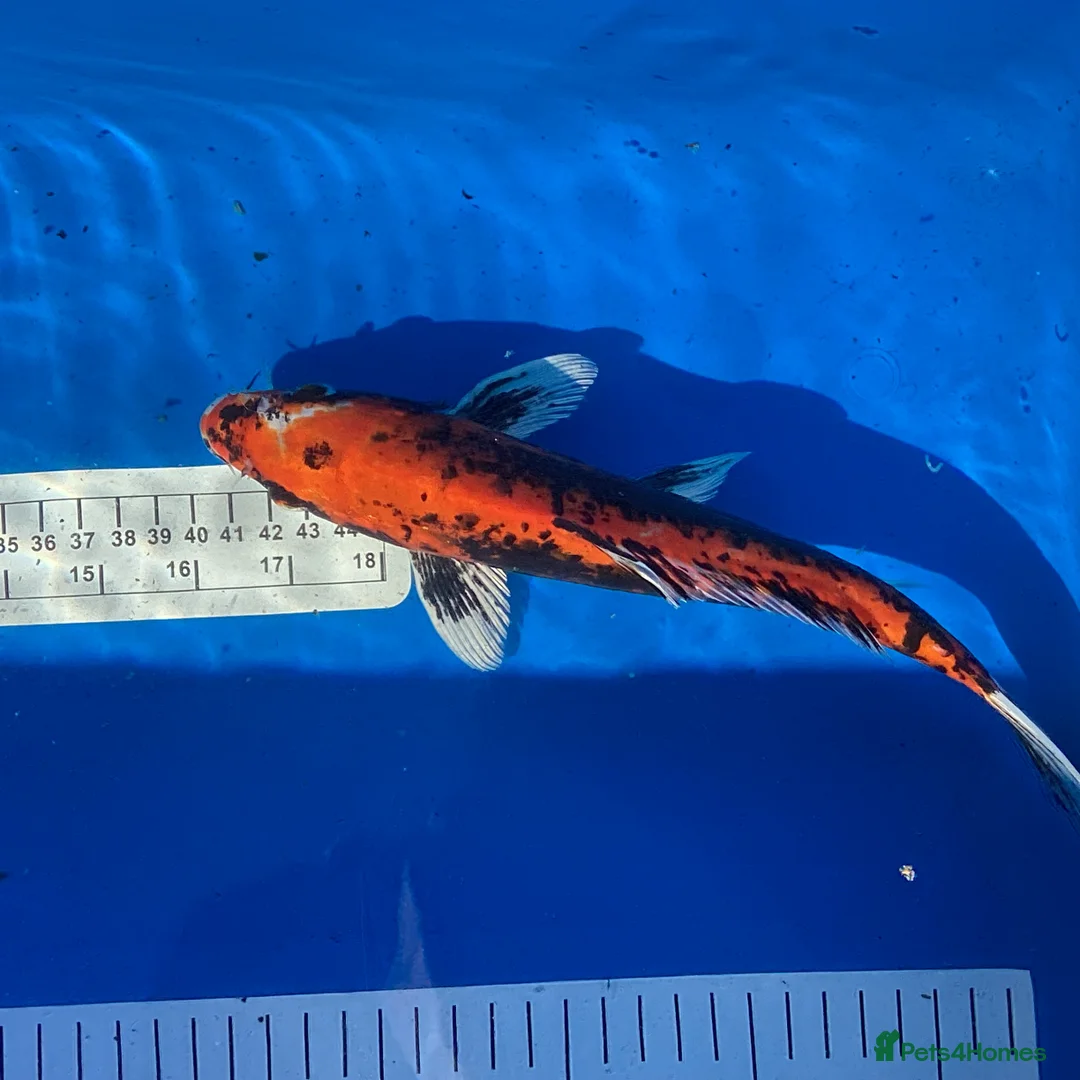 Koi Carp fish for sale: Large Selection of Koi and Butterfly Koi Carp - Advert 8