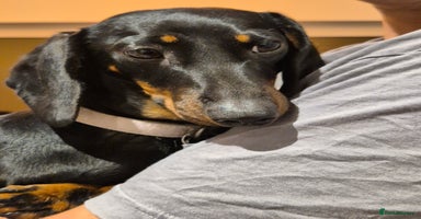 Miniature Dachshund dogs - Advert 4