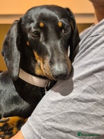 Miniature Dachshund dogs - Advert 3