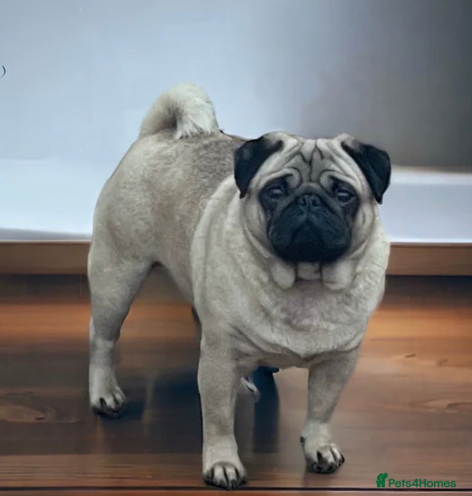 Pug dogs KC Registered DNA Clear Pug  - Advert 3