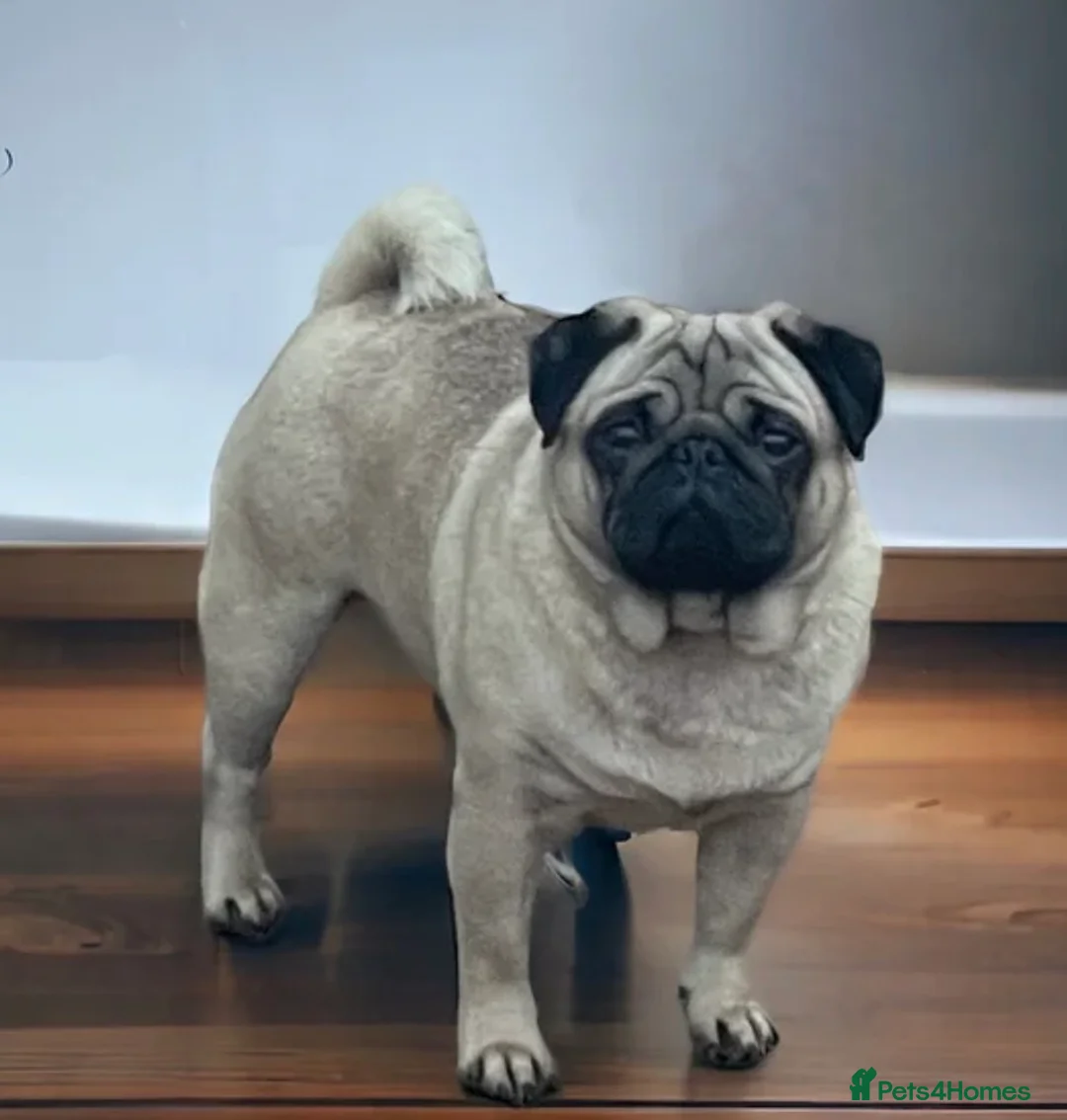 Pug dogs for sale: KC Registered DNA Clear Pug  - Advert 1