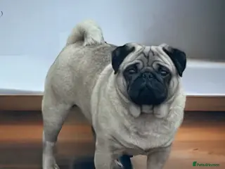 Pug dogs KC Registered DNA Clear Pug - Advert 1