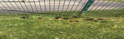 Chickens poultry for sale: Wanted chickens in Cwmbran - Advert 1