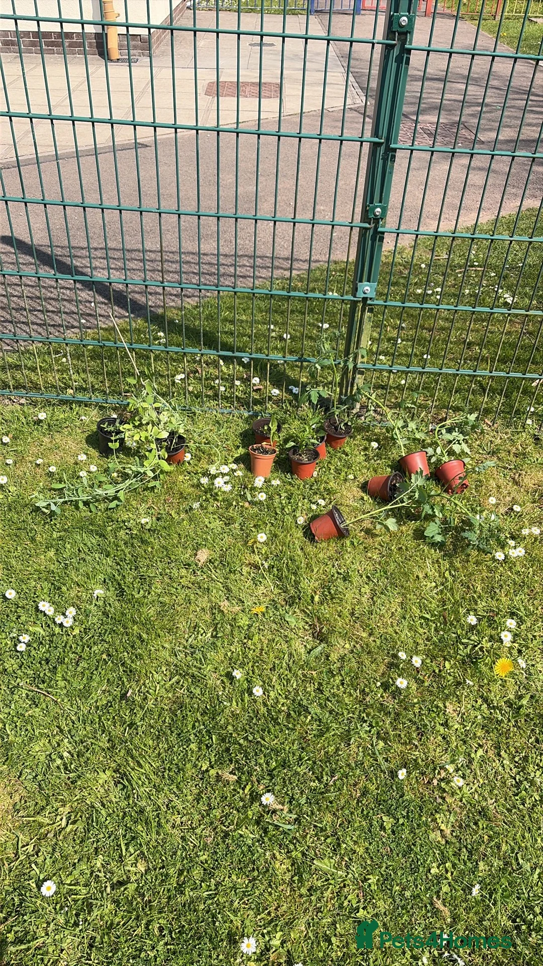 Chickens poultry for sale: Wanted chickens in Cwmbran - Advert 1