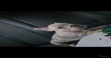 French Bulldog dogs - Advert 10