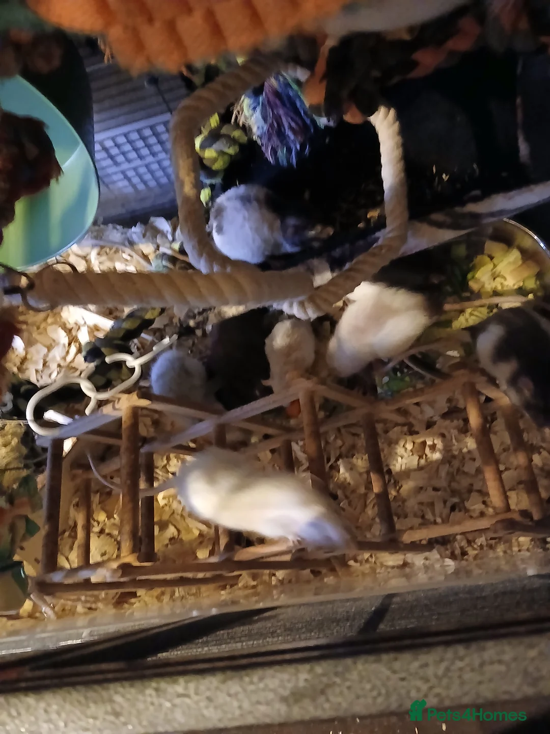 Rat rodents for sale: Rehoming  - Advert 1