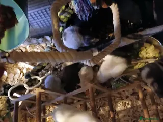 Rat rodents Rehoming - Advert 2