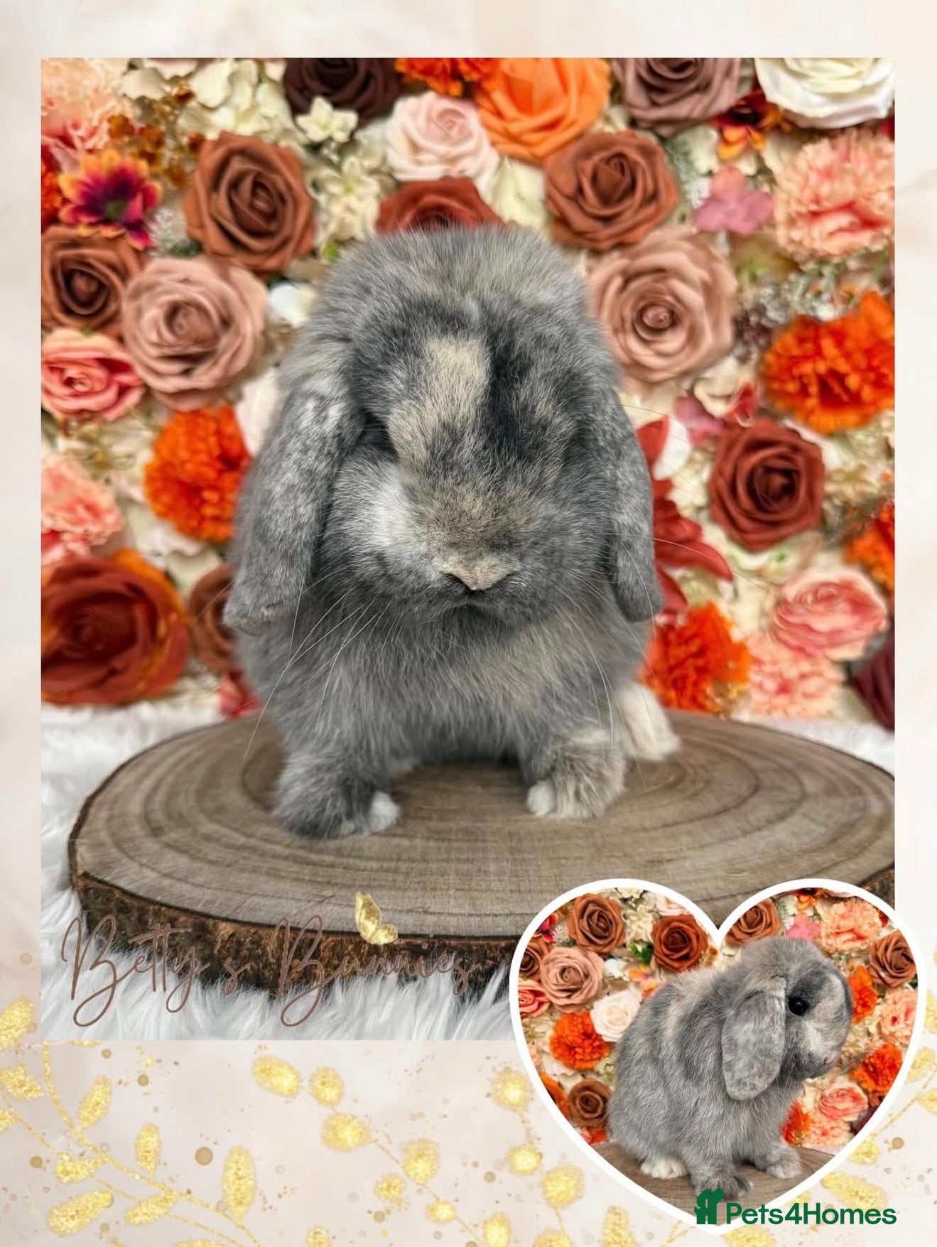 Mini Lop rabbits 💜 Vaccinated Mini Lops 💜 xxx - Advert 2