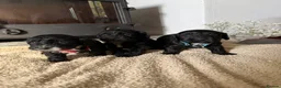 Cockapoo dogs for sale: Health tested F1 Cockapoos  - Advert 37