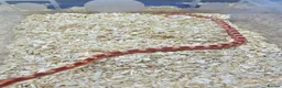 Corn Snake reptiles for sale: Corn snake  in Leicester - Advert 17