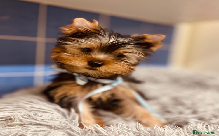 Yorkshire Terrier dogs - Advert 2