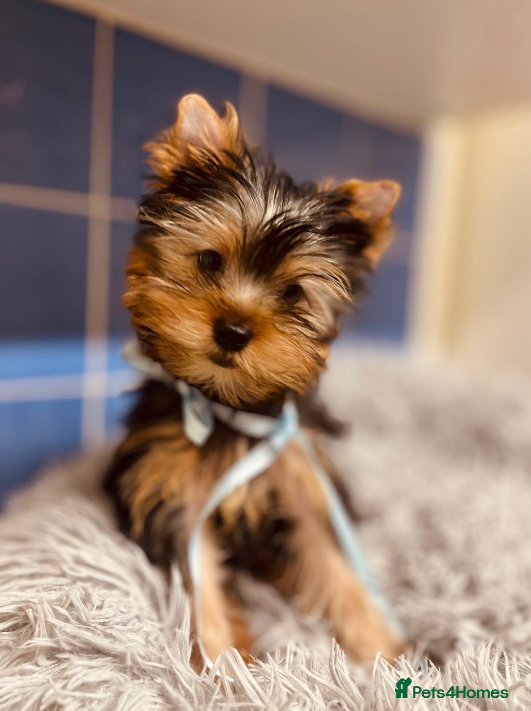 Yorkshire Terrier dogs for sale: Boy Yorkshire Terrier  - Image 1
