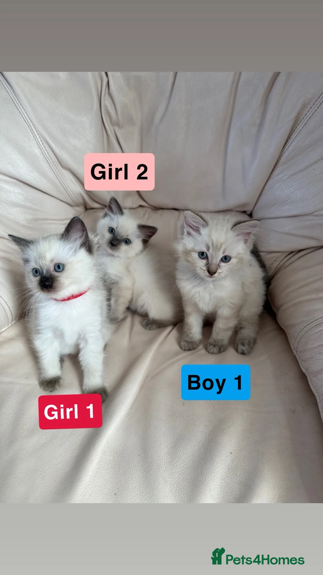 Ragdoll cats for sale: Beautiful litter of 3 stunning ragdolls - Advert 2