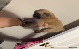 Pug dogs for sale: fluffy pug puppies  - Advert 14