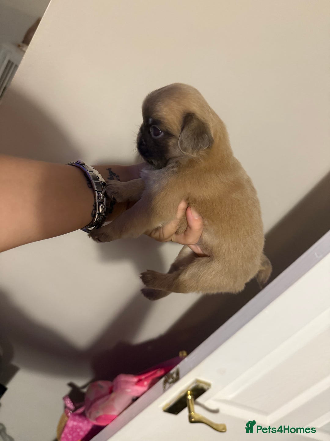 Pug dogs for sale: fluffy pug puppies  - Advert 14