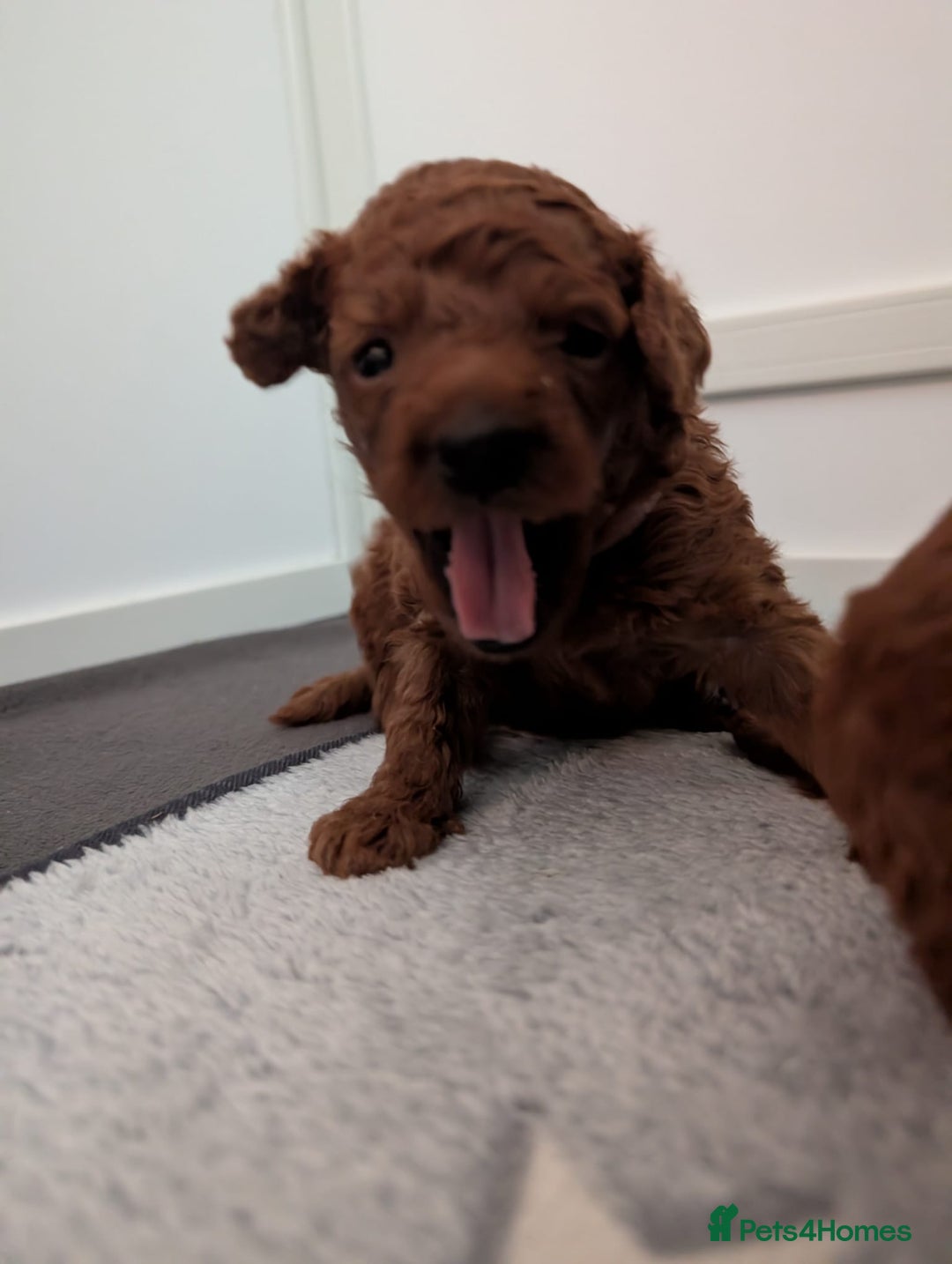 Miniature Poodle dogs for sale: Stunning red miniature poodle - Advert 30