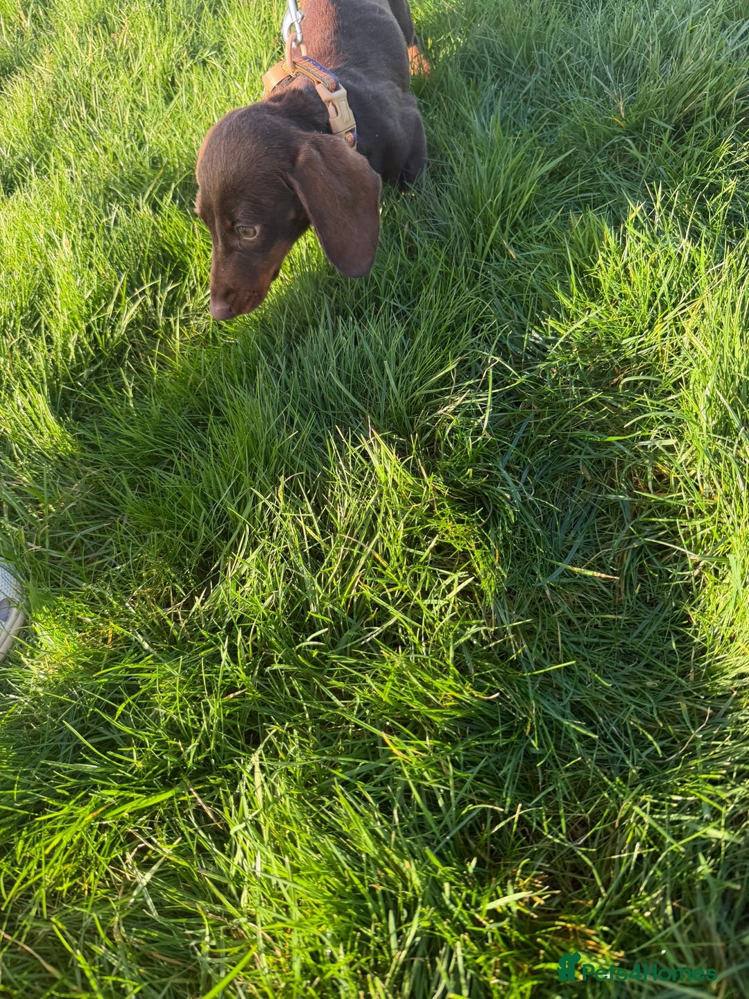 Miniature Dachshund dogs for sale: KC registered miniature dachshund - Advert 2