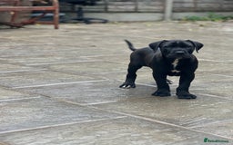 Mixed Breed dogs for sale: Staffy X  - Image 3