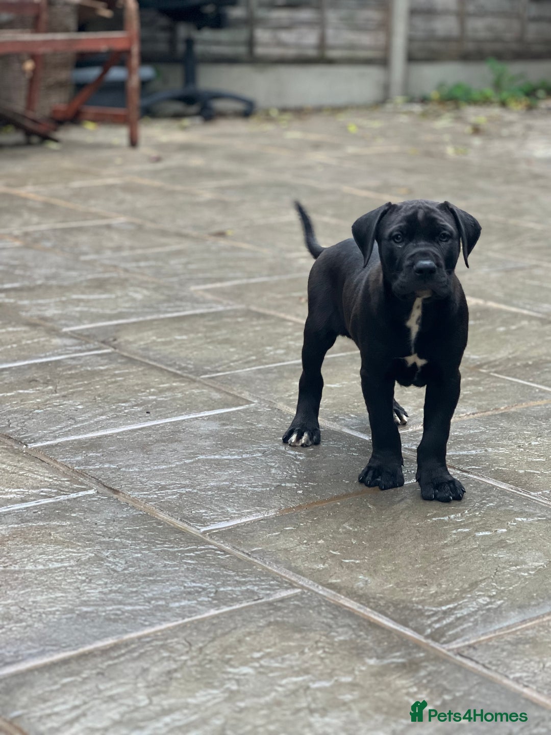 Mixed Breed dogs for sale: Staffy X  - Image 3