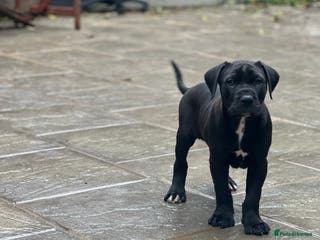 Mixed Breed dogs Staffy X - Advert 1