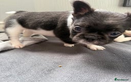 French Bulldog dogs for sale: Fluffy French Bulldogs 4 boys left  - Image 18